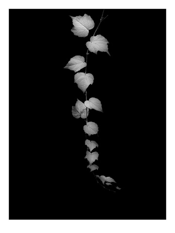 Genevieve Cadieux, Ivy, 2009 édition de 5 impression au jet d’encre pigmentée sur papier chiffon photo Hahnemühle 109,5 x 85,1 cm / 43.1 x 33.5 pouces Crédit Photo : Richard-Max Tremblay