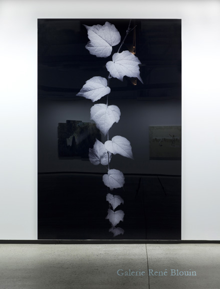 Geneviève Cadieux, Ivy, 2011 H / A, 2 edition of chromogenic against-glued on plexiglass 274.3 x 182.8 cm / 108 x 72 inches, 25 ans : Exposition de groupe, Vue de l’exposition (2011) Photo: Richard-Max Tremblay