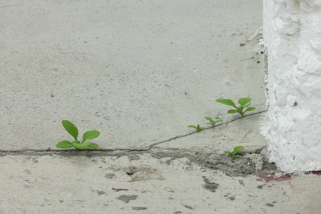 Yoshihiro Suda, Weeds, 2016, bois de magnolia, pigment et médium, dimensions variables, Vue de l’exposition : Yoshihiro Suda & Francine Savard 2016, Crédit photo : Guy L’Heureux