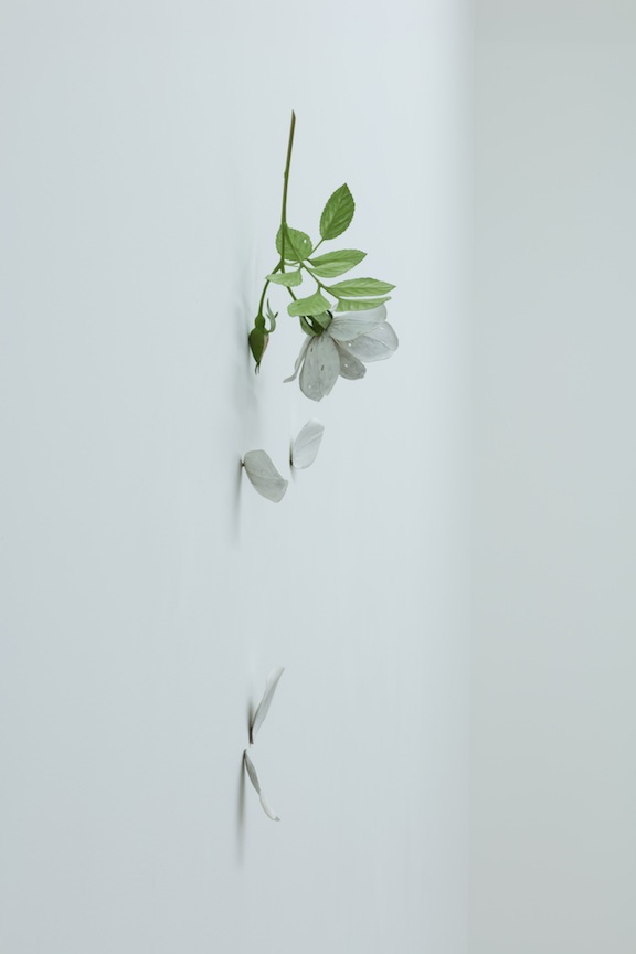 Yoshihiro Suda Rose, 2016, cinq éléments, bois de magnolia, pigment et médium, dimensions variables, Vue de l’exposition : Yoshihiro Suda & Francine Savard 2016, Crédit photo : Guy L’Heureux